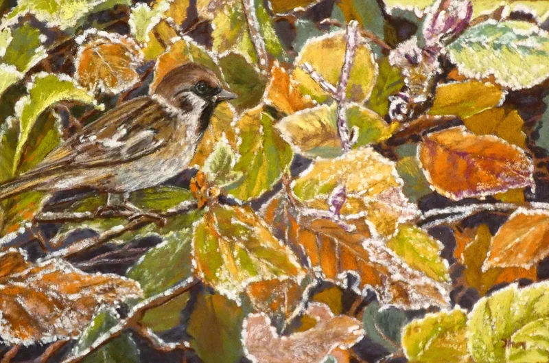 Sparrow in Frosted Beech